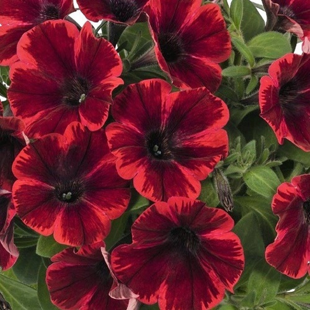 <h2>Гарден бьют<h2>